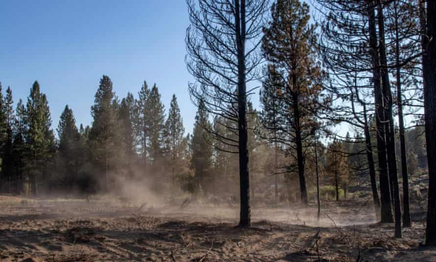 Ash from the Bootleg Fire drifts by burned out trees in Beatty, Oregon