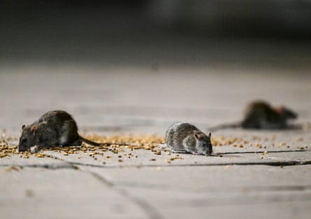 rats on the street