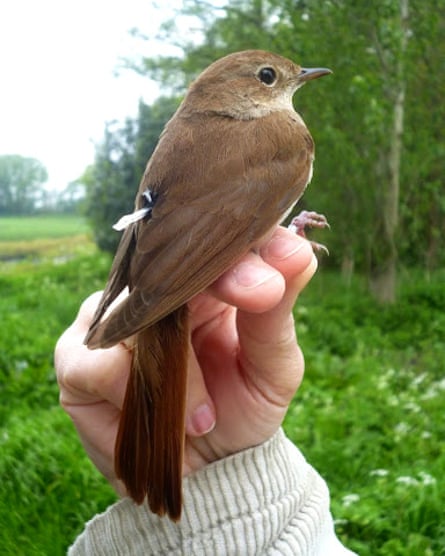 A male nightingale fitted with a geolocator