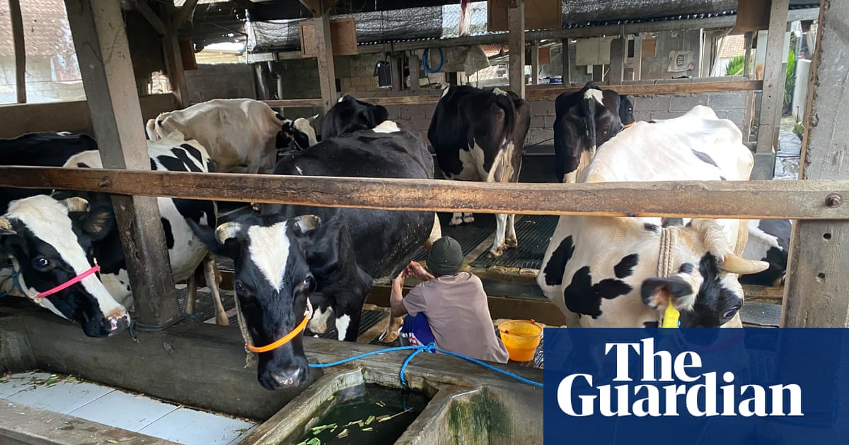 Foot-and-mouth disease: how is Indonesia trying to control the outbreak?
