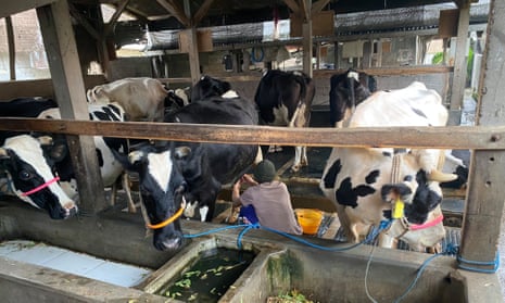 Cows on an Indonesian farm. Indonesia is struggling to contain an outbreak of foot and mouth disease and has recorded more than 400,000 cases.