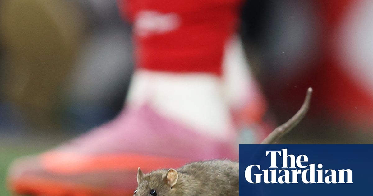Cardiff City defend pest control policy after rat halts Wales football match