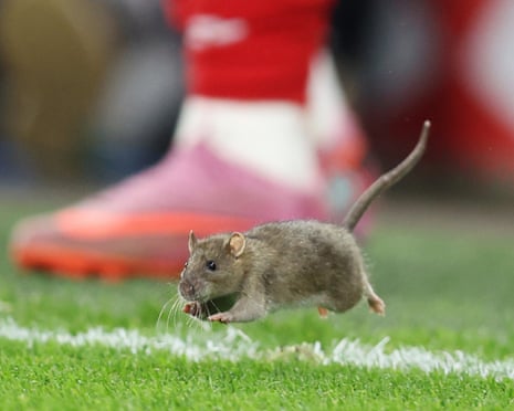 Cardiff City defends pest control after rat halts Wales game Cardiff City defends pest control after rat halts Wales game
