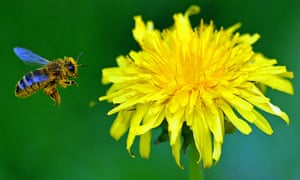 A bee flies next to a dandelion flower near Warsaw