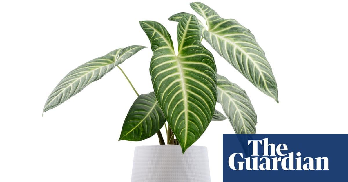 Houseplant hacks: should you always quarantine new plants to avoid pests spreading?