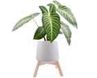 Houseplant hacks: should you always quarantine new plants to avoid pests spreading? Houseplant hacks: should you always quarantine new plants to avoid pests spreading?