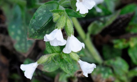 Pulmonaria officinalis ‘Sissinghurst White’ likes cool shady corners.