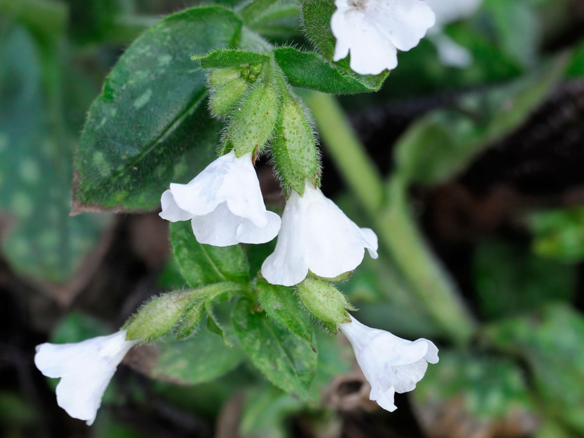 Plant of the week lungwort   Gardens   The Guardian