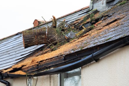 Sawn-off tree trunk still stuck half in the tiled roof of someone’s house