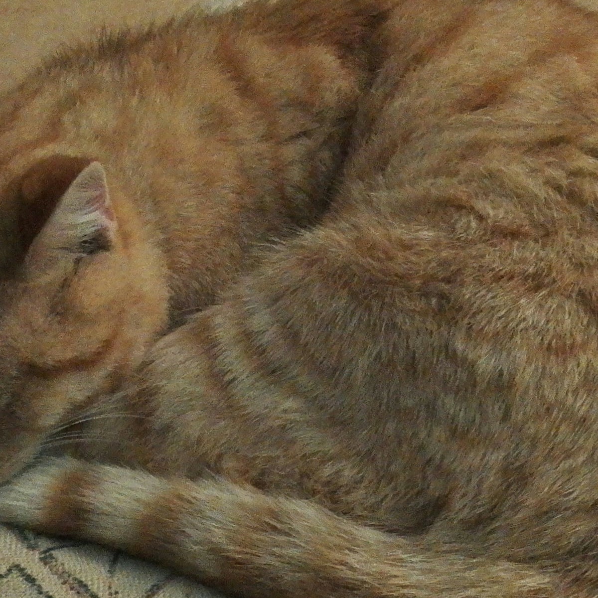 I Adopted A Stray Cat I Had No Idea What I Was Letting Myself In