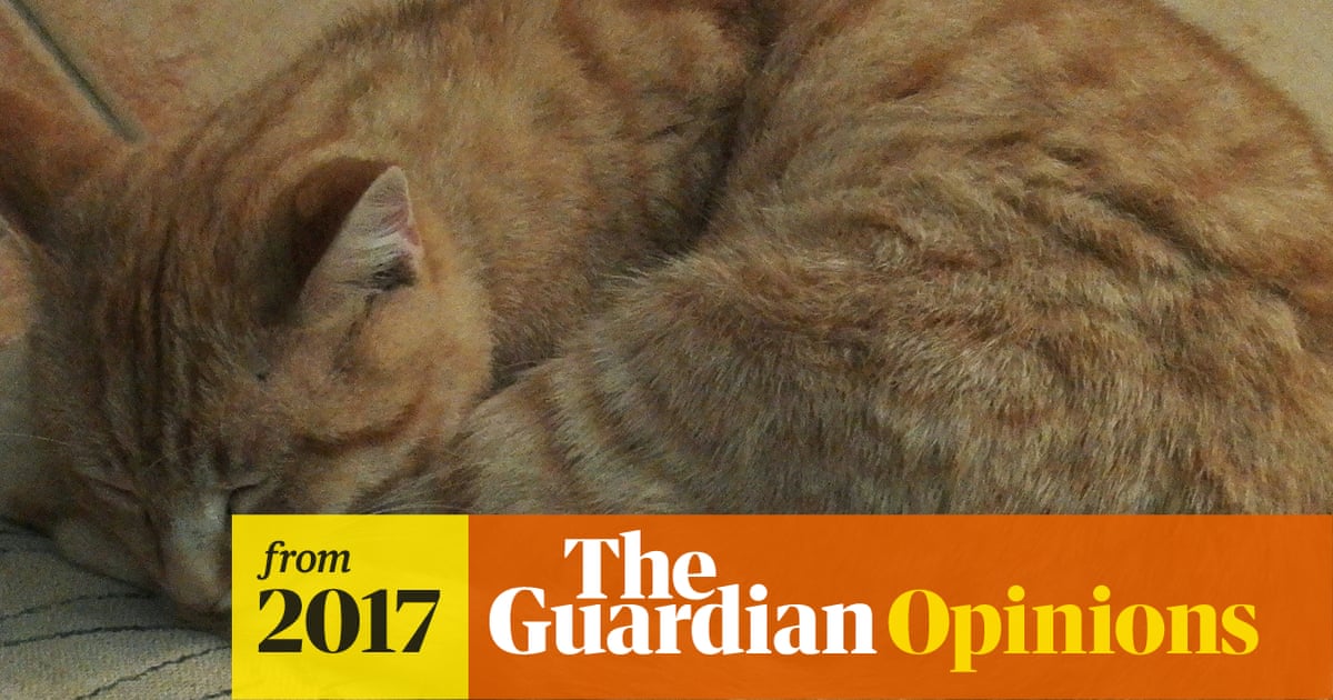I Adopted A Stray Cat I Had No Idea What I Was Letting Myself In For Nigel Kendall Opinion The Guardian