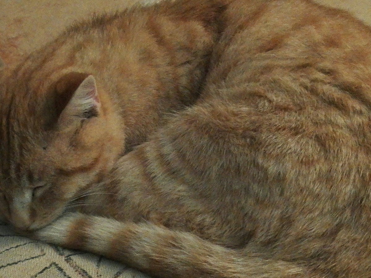 I Adopted A Stray Cat I Had No Idea What I Was Letting Myself In For Cats The Guardian I Adopted A Stray Cat I Had No Idea What I Was Letting Myself In For Cats The Guardian