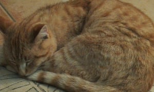 Nigel Kendallâs adopted cat.