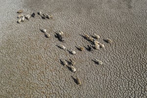 Vista aérea de um rebanho de ovelhas em busca de água no leito de um lago seco.