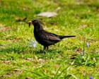 Birdwatch: Britain’s dry springs put beloved blackbird under threat