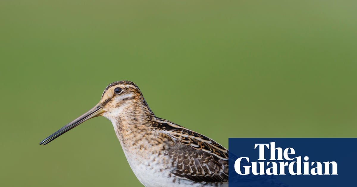 Birdwatch: Catch the beauty of the common snipe’s erratic, zigzag takeoff