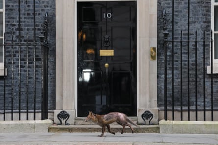 A fox runs past the 10 Downing Street door