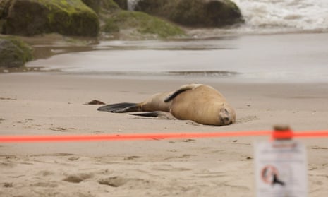 A sea lion with apparent domoic acid poisoning lies on a beach in Ventura, California.