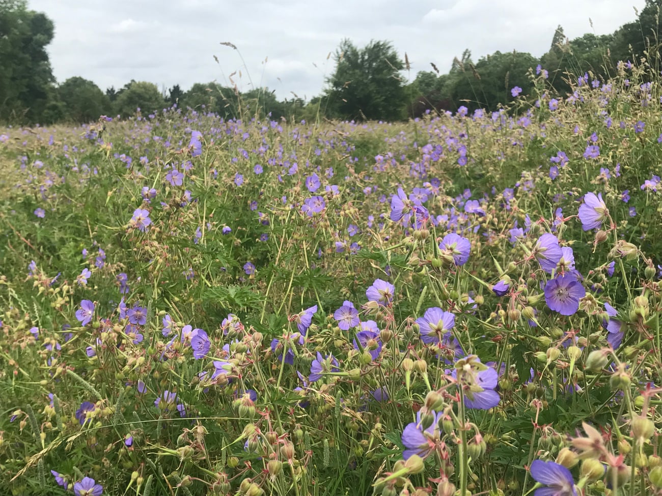 Wildflowers bloom on Peckham Rye common in south London