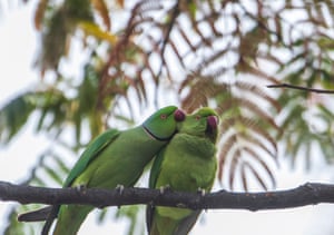 Periquitos anel-de-rosa em uma floresta em Kathmandu, Nepal