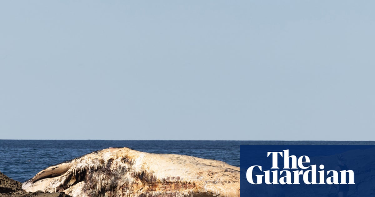 Blobs of fat and the smell of rotting garbage: at an idyllic Sydney beach, a 25-tonne sperm whale slowly disintegrates