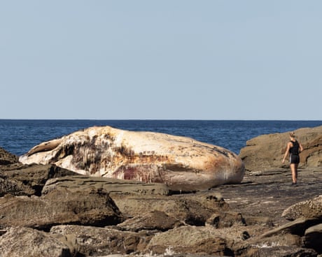 Blobs of fat and the smell of rotting garbage: at an idyllic Sydney beach, a 25-tonne sperm whale slowly disintegrates