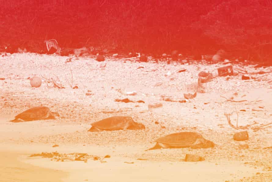 Hawaiian green turtles bask on a beach littered with rope and plastic debris on a Pacific island