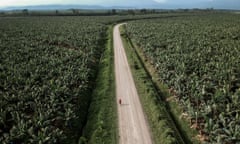 Aerial shot of a cyclist on an empty road running through a plantation of banana trees stretching to the horizon