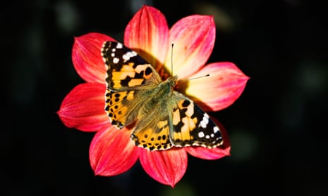 The painted lady butterfly, ‘probably the most successful butterfly in the world’.