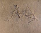 The dinosaurs who survived the asteroid – podcast