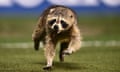 raccoon running on a pitch