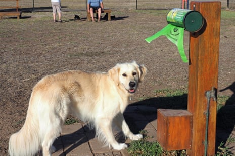 Lucie the Golden Retriever checks out a compost bag dispenser at Port Elliot dog park