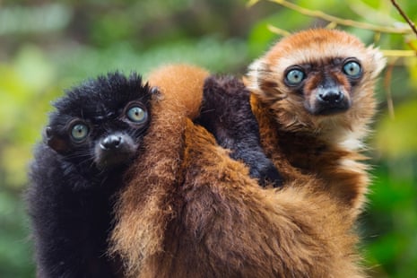 A female and male blue-eyed black lemurs (Eulemur flavifrons), also known as the Sclater’s lemur.