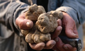 Truffle chips, truffle pizza, truffle popcorn … how a luxury item became ubiquitous 3 Alba white winter truffle
