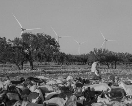 black and white photo of a man laying out feed for goats, with wind turbines in the background