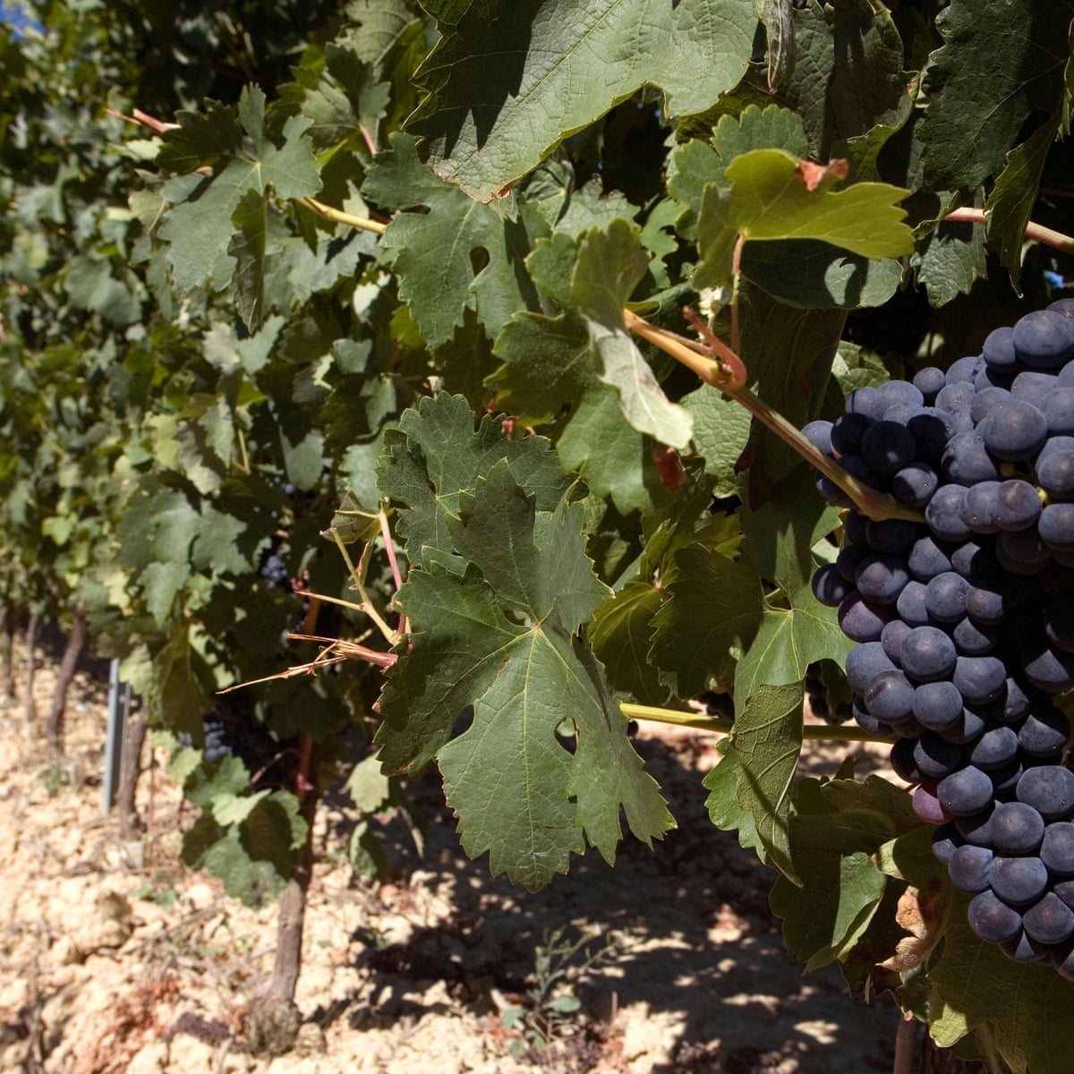 Just Add Water Or Coke Zero Why It S Ok To Dilute Strong Red Wine Wine The Guardian Just Add Water Or Coke Zero Why It S Ok To Dilute Strong Red Wine Wine The Guardian