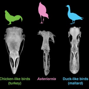 Skulls in dorsal view: comparison of the skulls of a living galliform (turkey), a living anseriform (mallard), and the fossil Asteriornis maastrichtensis