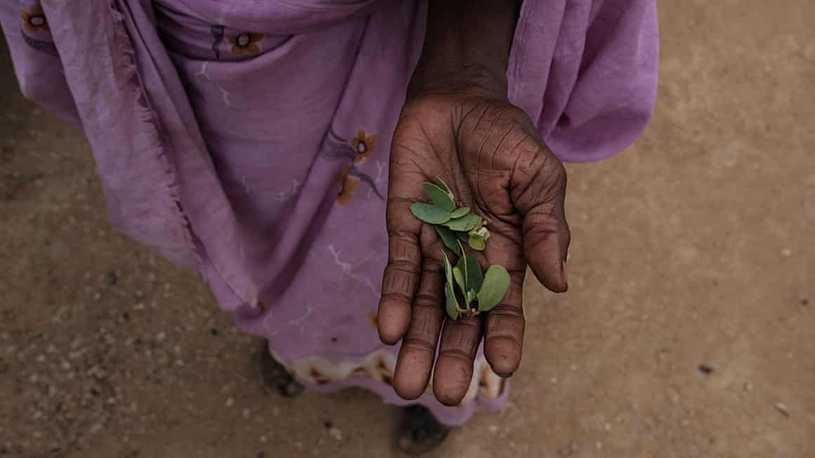 Hand holding leaves