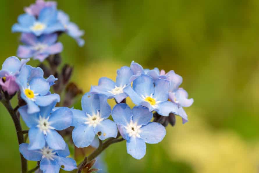 Macro Shot Of Field Forget Me Nots In Bloom. Photo taken in Low Ham, United Kingdom
