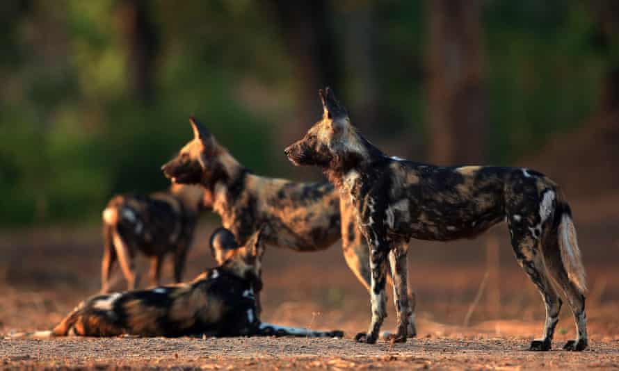 African wild dogs, Mana Pools National Park, Zimbabwe.