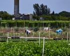 Trump orders Ice raids on farms and hotels after pausing them days earlier