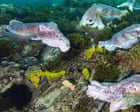 Fears of ‘catastrophic’ decline of giant Australian cuttlefish after only 44 counted in dive survey