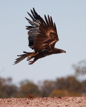 Australia's largest bird of prey, the wedge-tailed eagle (Aquila audax), is a common sight at Pilungah