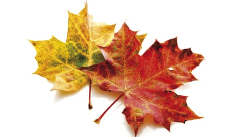Two Autumn maple leaves, one red, the other yellow, side by side