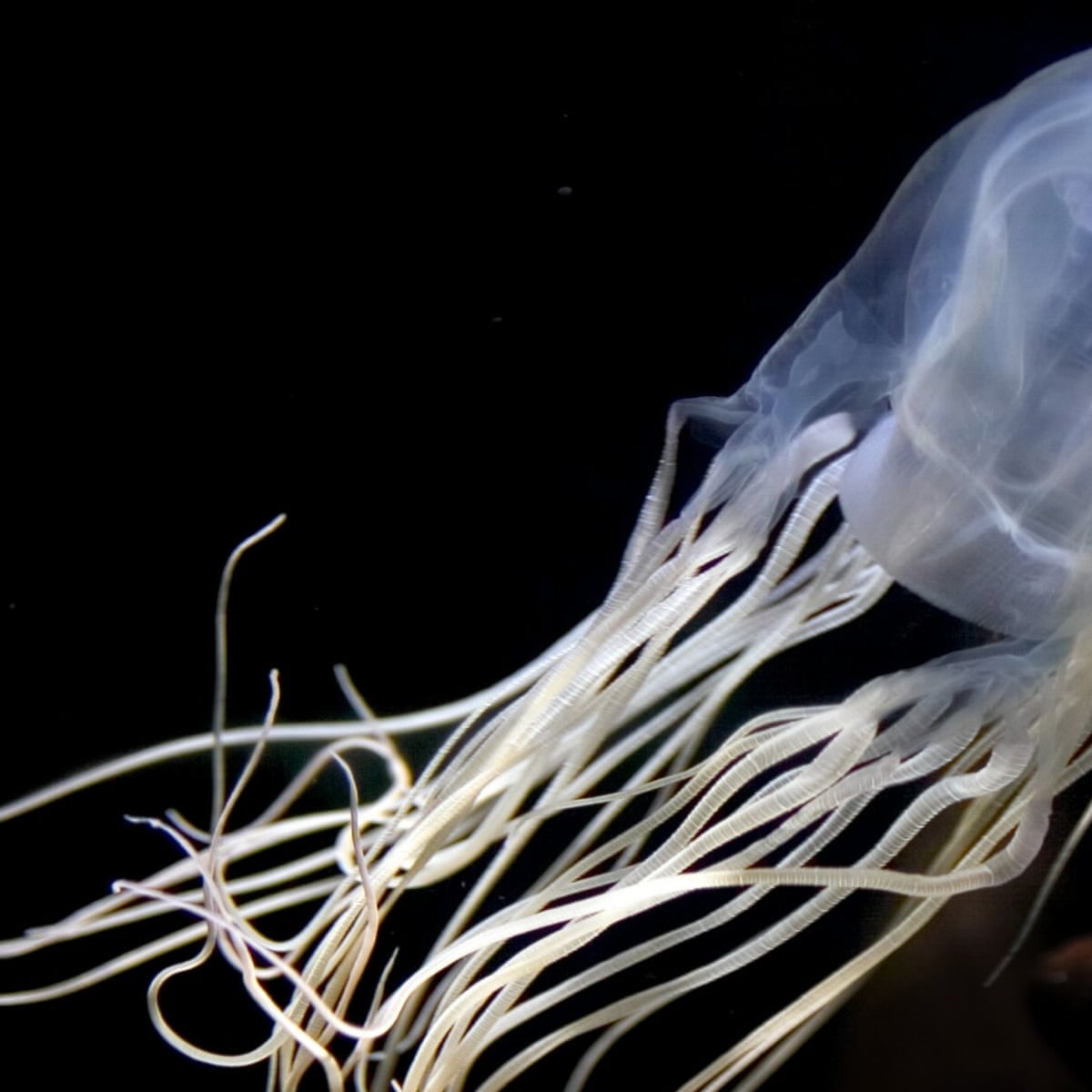 Box Jellyfish Australian Researchers Find Antidote For World S Most Venomous Creature Marine Life The Guardian