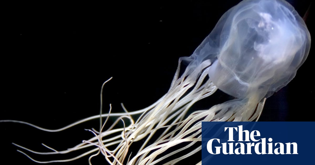 Box Jellyfish