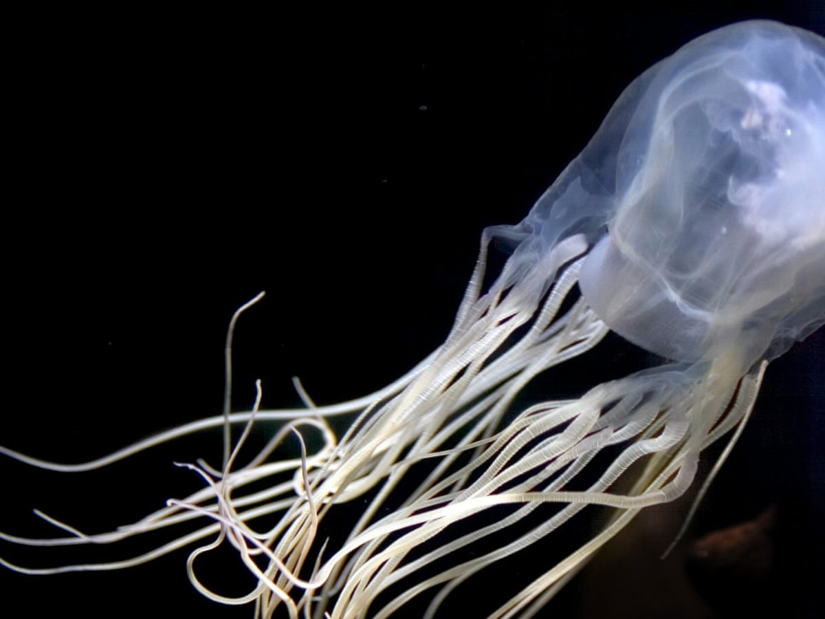 Box Jellyfish Australian Researchers Find Antidote For World S Most Venomous Creature Marine Life The Guardian