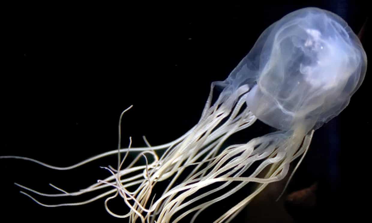 Box jellyfish Australian researchers find antidote for world's most