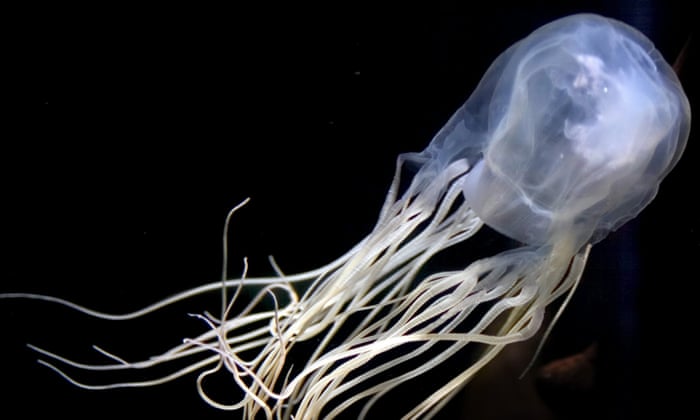 A box jellyfish