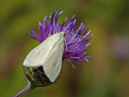 A pale cream moth rests on a purple thistle